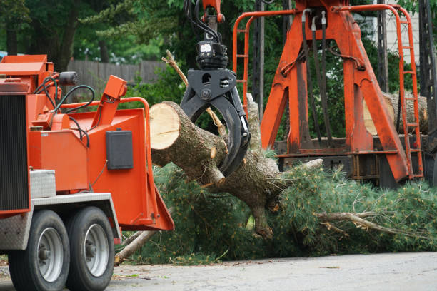 Massapequa Park, NY Tree Services Company