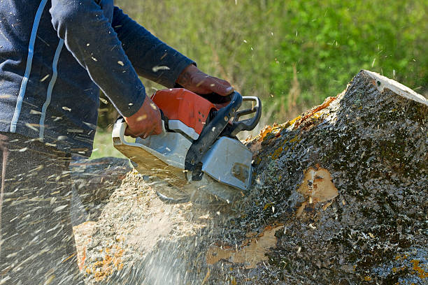 How Our Tree Care Process Works  in Massapequa Park, NY